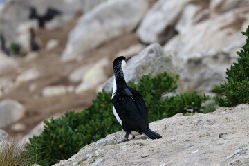 black-faced cormorant