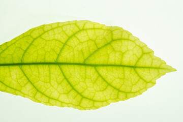 structure of leaf natural background. Nature foliage abstract of leave texture for showing concept of green business