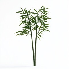 Fototapeta premium Lush Green Bamboo Plant Isolated on White Background with Detail