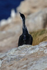 black-faced cormorant