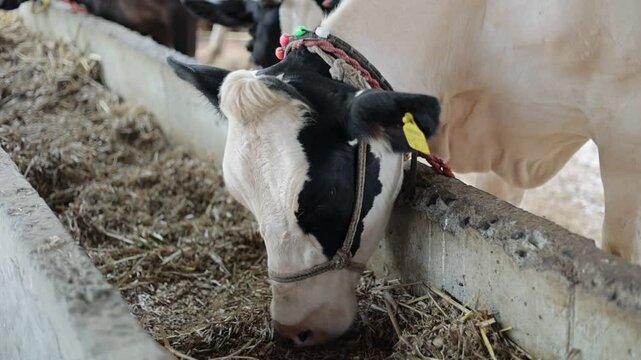 cattle breeding, black and white beautiful cow with tags in ears and collar eats feed standing in stall background of livestock in a barn