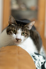 寝そべってくつろぐ可愛い猫　キジトラ白	