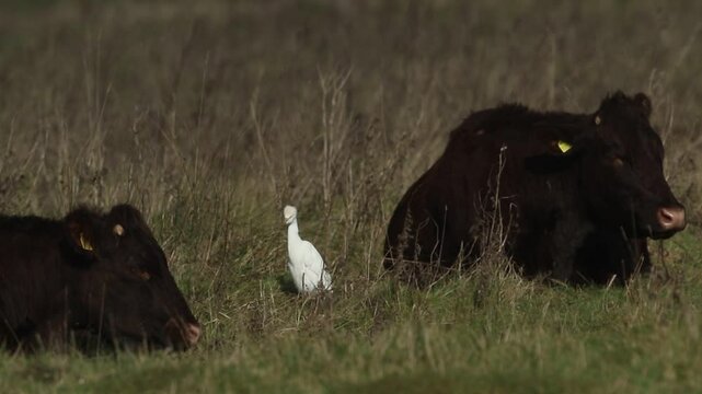 A rare Cattle Egret, Bubulcus ibis, feeding in a meadow with  Cows.