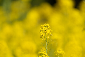 満開の菜の花畑