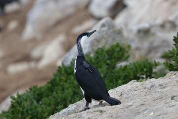 black-faced cormorant