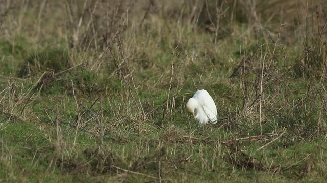 A rare Cattle Egret, Bubulcus ibis, preening in a meadow.