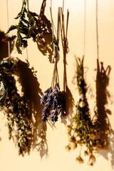 Different types of dried herbs in bundles. Wormwood, tansy, chamomile. Drying herbs. High quality photo