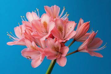 Fototapeta premium Blooming pink flowers against a vibrant blue background create a striking contrast