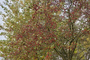 Hawthorn fruits hanging on a tree in autumn, showing off their red berries