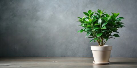 Fototapeta premium A vibrant green potted plant sits on a rustic wooden surface against a textured grey backdrop, adding a touch of nature to any interior