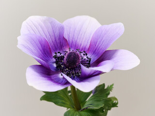 紫色のアネモネ