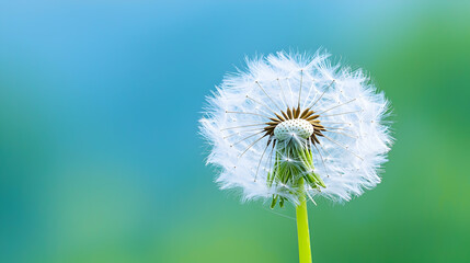 Naklejka premium Dandelion seed head, outdoor, blurred background, nature photography, website banner