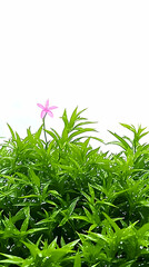 Pink Flower Green Grass Illustration