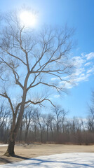 Winter Landscape Photo: Bare Tree Branches Against Blue Sky