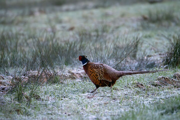 Majestic Ring-Necked Pheasant Roaming the Frosty Grasslands