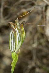 Bizarre flower of the Jug orchid (Pterostylis recurva), natural habitat, Western Australia