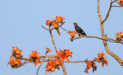 Birds in nature are feeding on nectar from flowers.