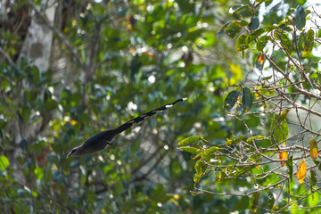 Green dove in nature is flying to find food.