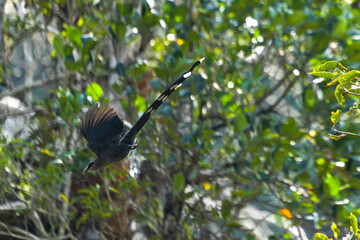 Green dove in nature is flying to find food.