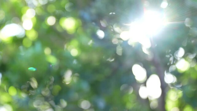 bright rays of the sun breaking through the leaves of the trees