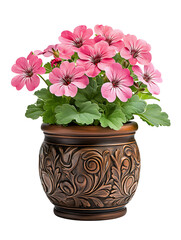 Naklejka premium Vibrant pink geranium flowers in an ornate pot indoor setting floral photography