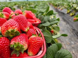 Close-up of fresh strawberries, strawberry greenhouse, agricultural concept