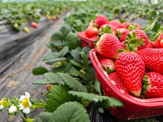 Close-up of fresh strawberries, strawberry greenhouse, agricultural concept