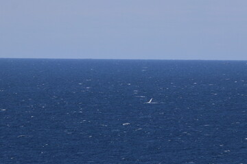 Obraz premium shy albatross