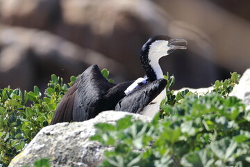 black-faced cormorant