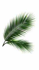 Obraz premium Tropical Palm Fronds Illustration