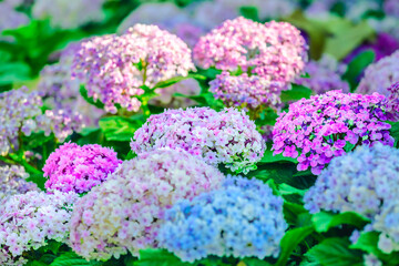 Flower Series : Beautiful colors of hydrangea flowers in winter at Chiang Mai Province