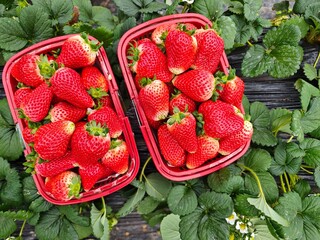 Close-up of fresh strawberries, strawberry greenhouse, agricultural concept