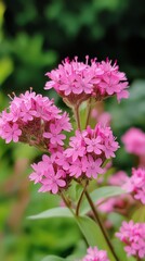 Fototapeta premium Pink flowers blooming in a garden during late spring season with vibrant green leaves