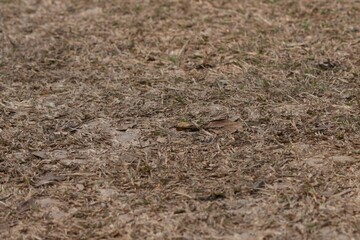 On the ground there are many brown leaves for the background.