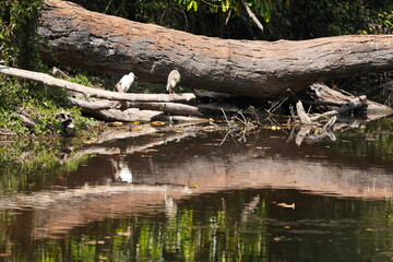View of a log by a canal in Khao Yai National Park, Thailand