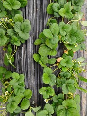 Close-up of fresh strawberries, strawberry greenhouse, agricultural concept