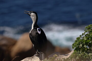 black-faced cormorant