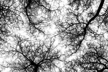 Black branches tree isolated on white. Dead tree without leaves. Black and white trees silhouettes. Abstract background. Bare branches trees in winter. Branch pattern texture. Vector, EPS 10.
