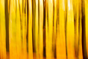 Rudeskov forest in denmark