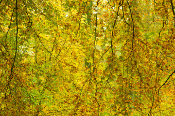 Rudeskov forest in denmark