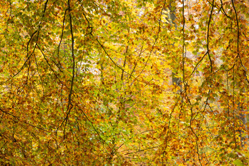 Rudeskov forest in denmark