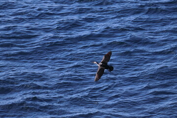 black-faced cormorant