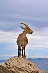 mountain goat on the rock