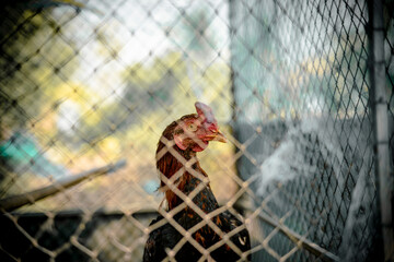A chicken on a grill and a chicken on a fence in a farm setting