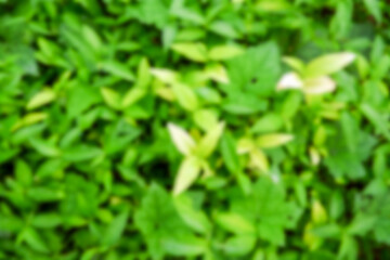 Blurred Green Foliage Background.  Soft Natural Bokeh for Design and Wallpaper