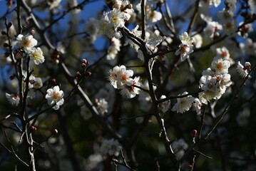Japanese apricot (Prunus mume) blossoms. Japanese apricot (Ume) is a flowering tree that is loved not only for its flowers but also for making umeboshi (pickled plums) and umeshu (plum wine).