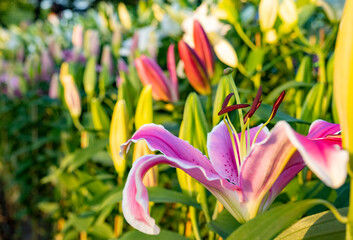 Obraz premium Chiang Mai Flower Festival 2025, Buak Hard public Park, Chiang Mai,Thailand.