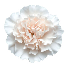 Elegant white flower png with transparent background nature floral isolated blossom