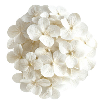 Delicate white flower blossom transparent background png image floral aesthetic