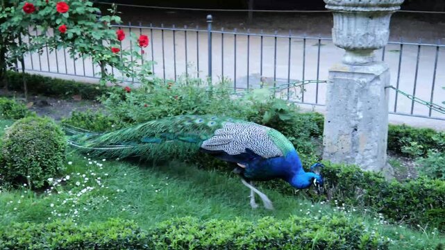 A majestic peacock strolls through Parque Campo Grande in Valladolid, Spain. Its vibrant plumage shines amid the lush greenery, creating a stunning scene in this tranquil urban park.